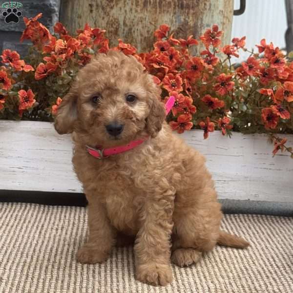 Betty, Mini Goldendoodle Puppy