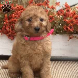 Betty, Mini Goldendoodle Puppy