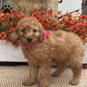 Betty, Mini Goldendoodle Puppy