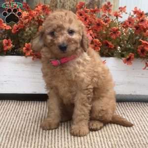 Betty, Mini Goldendoodle Puppy