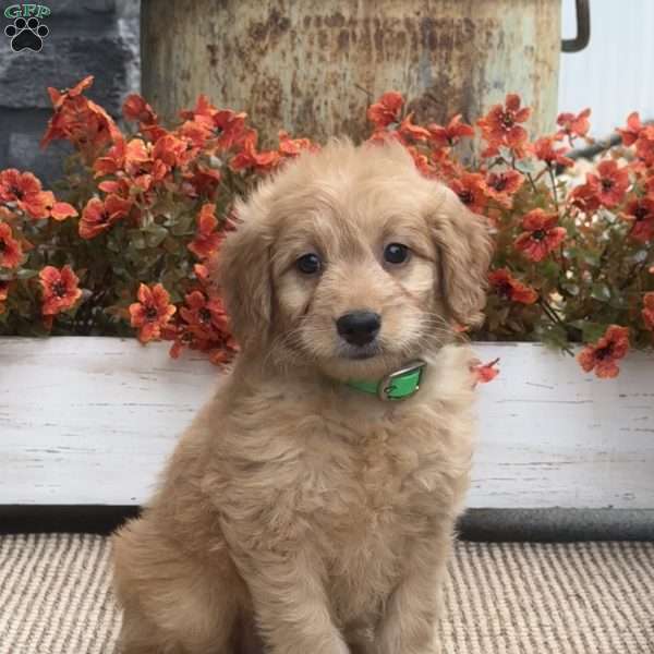 Birdie, Mini Goldendoodle Puppy