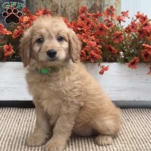 Birdie, Mini Goldendoodle Puppy