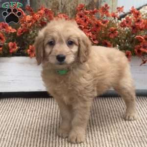 Birdie, Mini Goldendoodle Puppy
