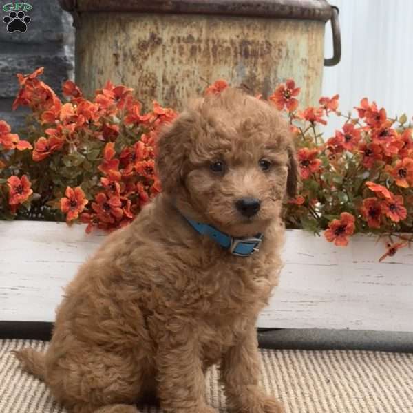 Blossom, Mini Goldendoodle Puppy