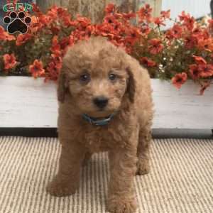 Blossom, Mini Goldendoodle Puppy