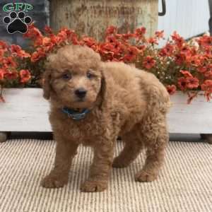 Blossom, Mini Goldendoodle Puppy