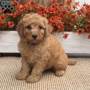 Bunny, Mini Goldendoodle Puppy