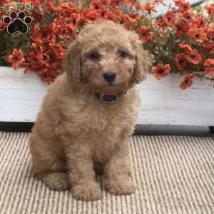Bunny, Mini Goldendoodle Puppy