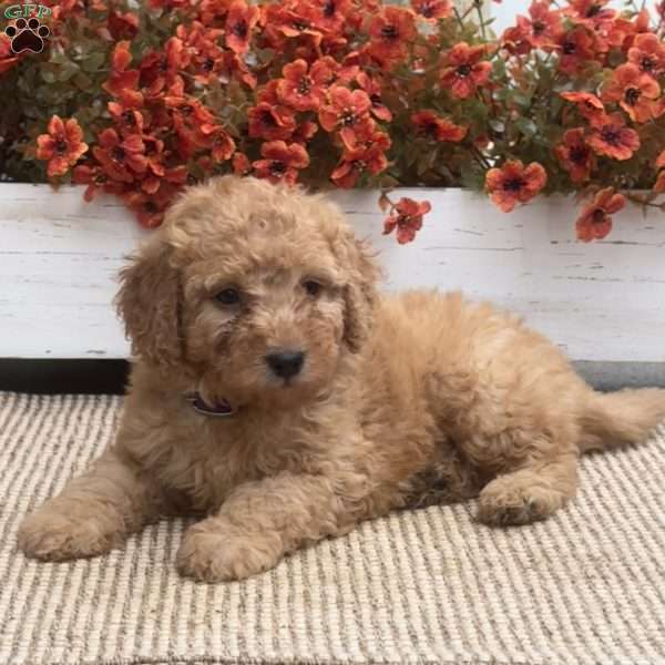 Bunny, Mini Goldendoodle Puppy