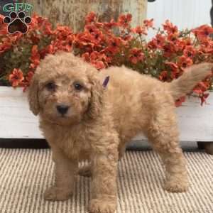 Bunny, Mini Goldendoodle Puppy