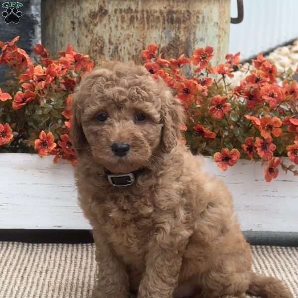 Britney, Mini Goldendoodle Puppy