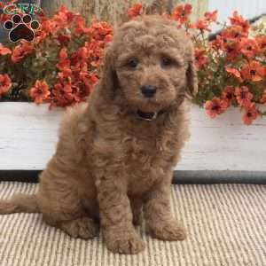Britney, Mini Goldendoodle Puppy