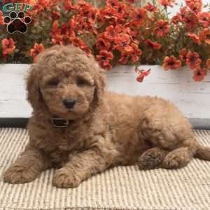Britney, Mini Goldendoodle Puppy