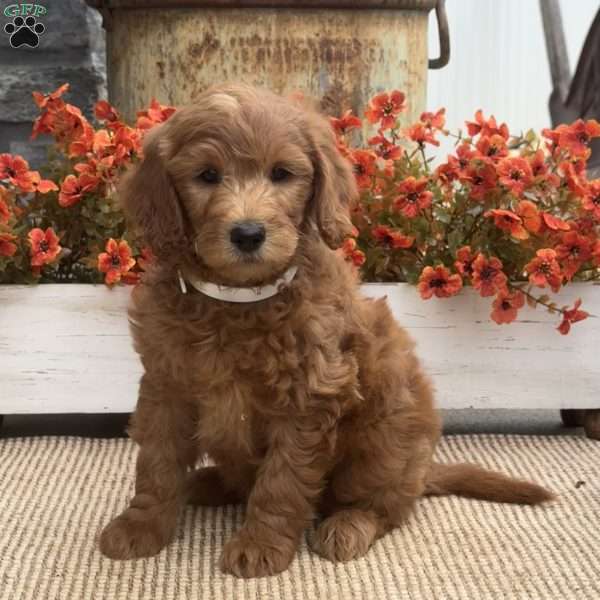 Chip, Goldendoodle Puppy