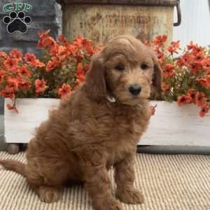 Chip, Goldendoodle Puppy