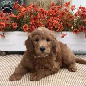 Chip, Goldendoodle Puppy