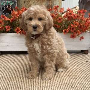 Cherry, Goldendoodle Puppy