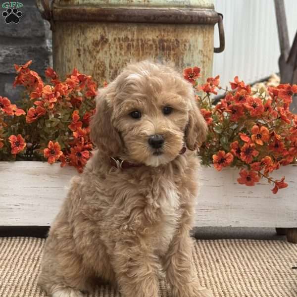 Cherry, Goldendoodle Puppy
