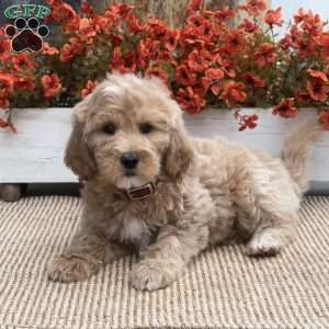 Cherry, Goldendoodle Puppy