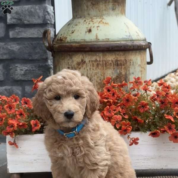 Crystal, Goldendoodle Puppy