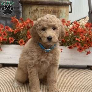 Crystal, Goldendoodle Puppy