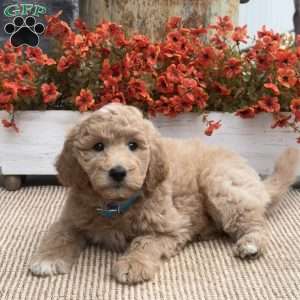 Crystal, Goldendoodle Puppy