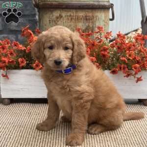 Cooper, Goldendoodle Puppy