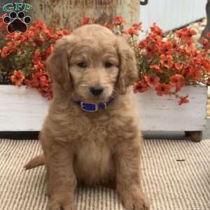 Cooper, Goldendoodle Puppy