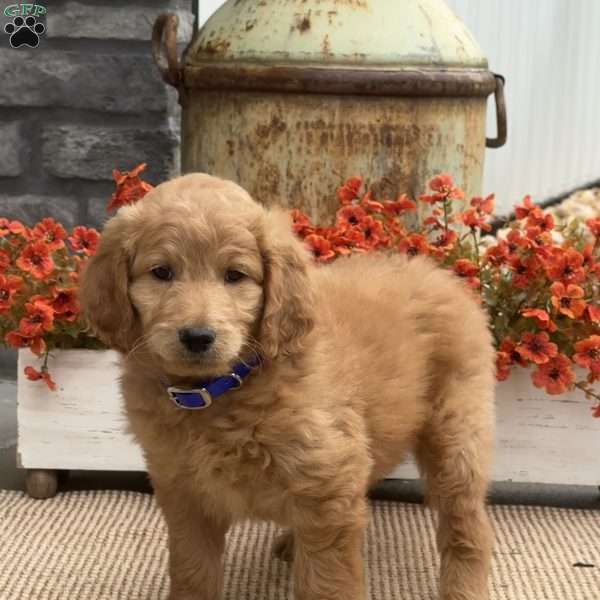 Cooper, Goldendoodle Puppy