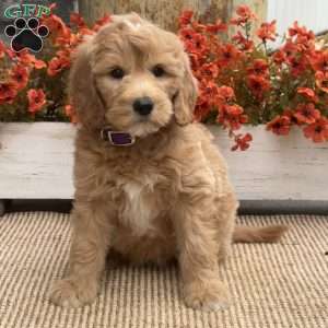 Cassie, Goldendoodle Puppy