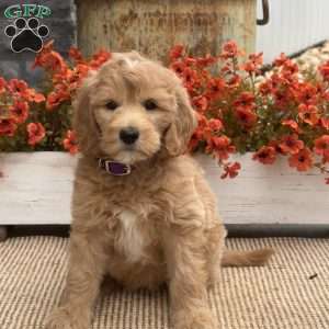 Cassie, Goldendoodle Puppy