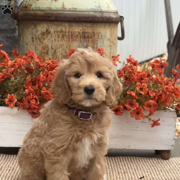 Cassie, Goldendoodle Puppy