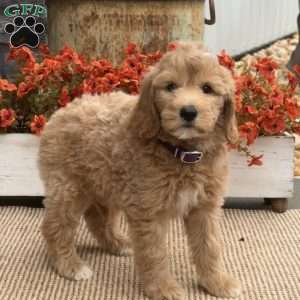 Cassie, Goldendoodle Puppy