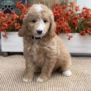 Champ, Goldendoodle Puppy