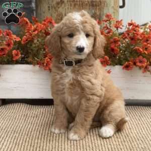 Champ, Goldendoodle Puppy