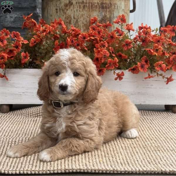 Champ, Goldendoodle Puppy