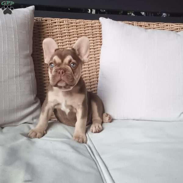 Chance, French Bulldog Puppy