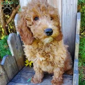 Petey, Mini Goldendoodle Puppy
