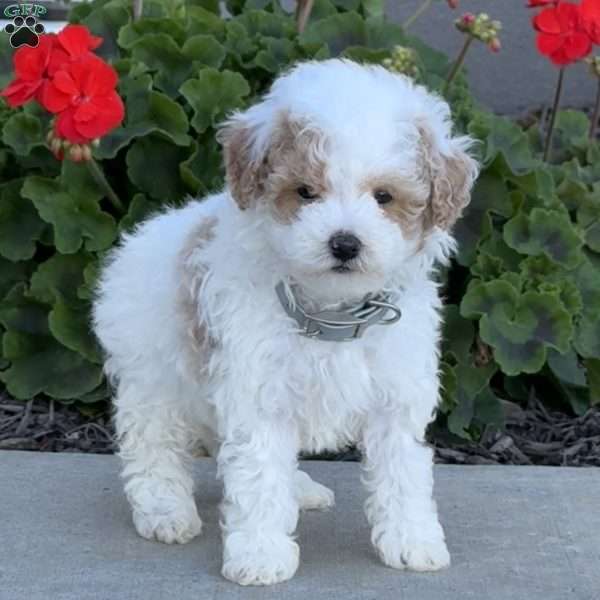 Hunter, Miniature Poodle Puppy