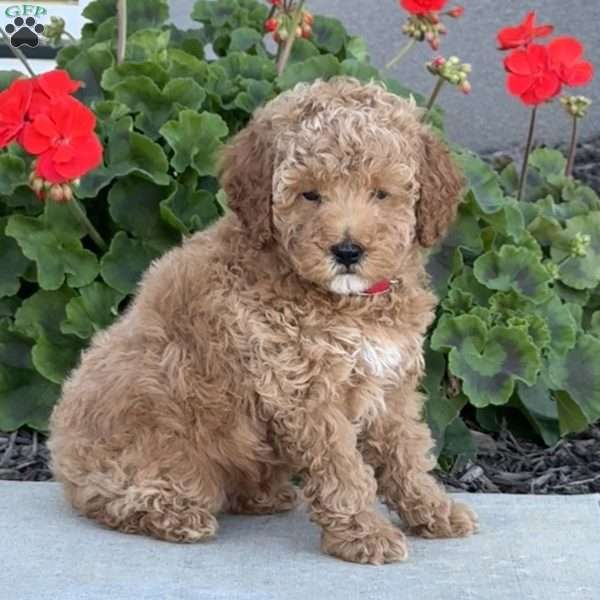 Harley, Miniature Poodle Puppy