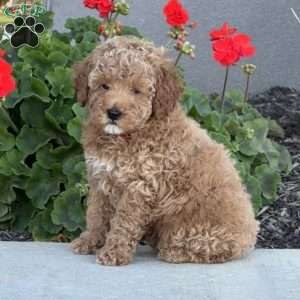 Harley, Miniature Poodle Puppy