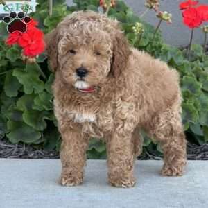 Harley, Miniature Poodle Puppy