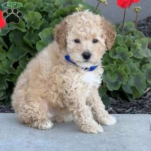 Hank, Miniature Poodle Puppy