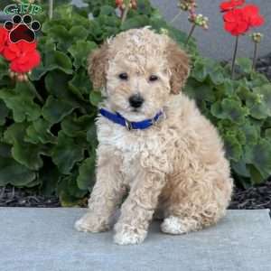 Hank, Miniature Poodle Puppy