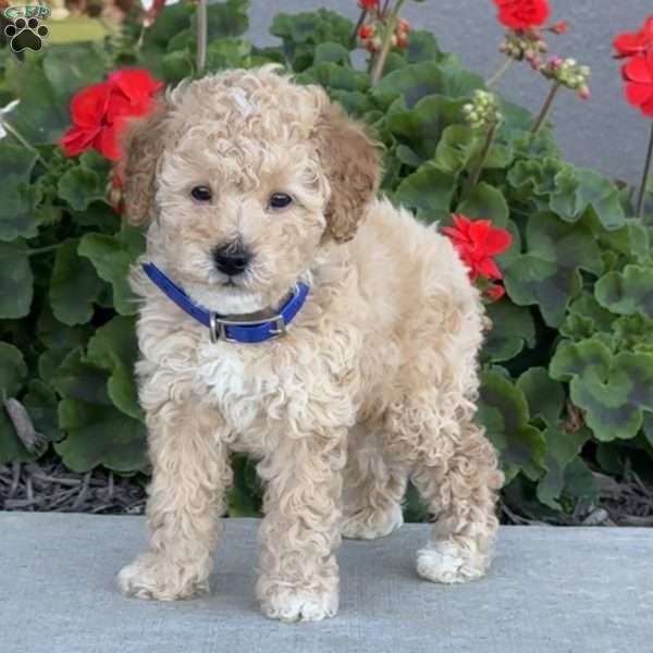Hank, Miniature Poodle Puppy