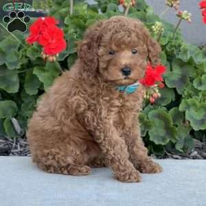 Harvey, Miniature Poodle Puppy