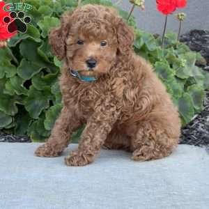 Harvey, Miniature Poodle Puppy
