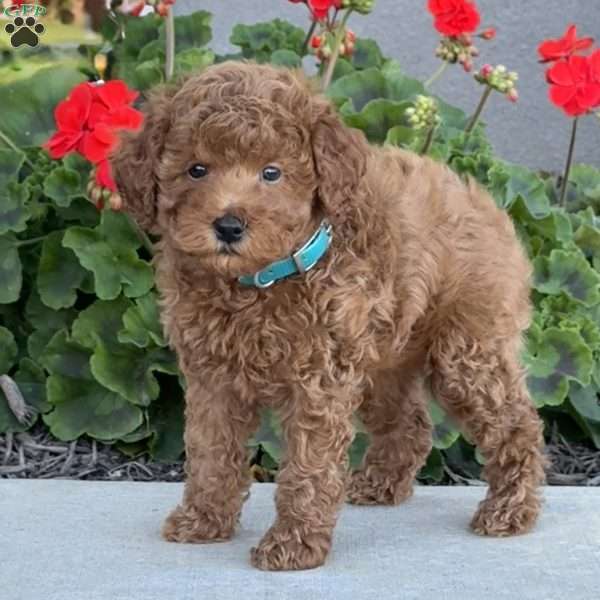 Harvey, Miniature Poodle Puppy