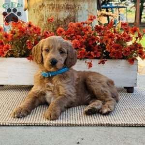 Jack, Goldendoodle Puppy