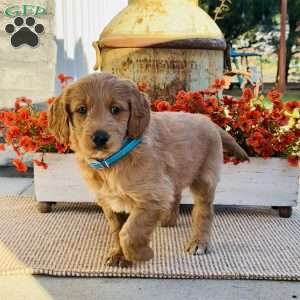 Jack, Goldendoodle Puppy